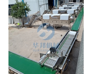 现场直观 去皮核桃仁 核桃仁去皮机