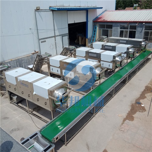 物理工艺 核桃仁去皮机 核桃仁去衣机